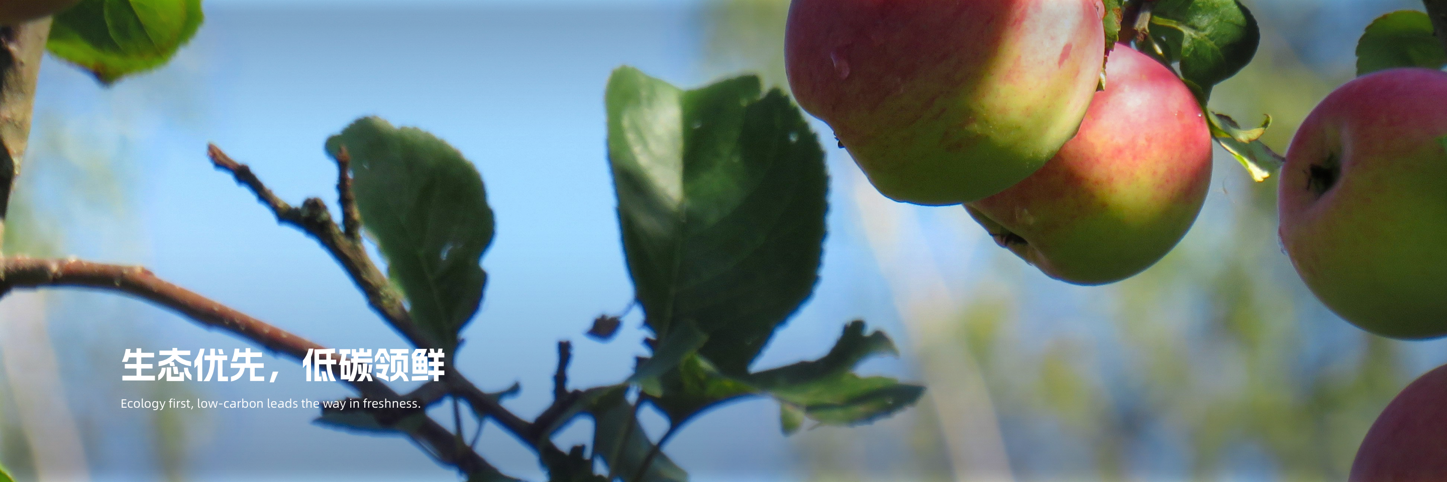 banner-2