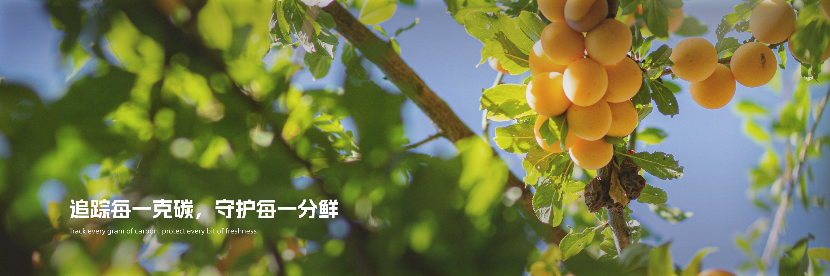 banner-3